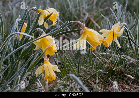 gemeinsamen Narzisse (Narcissus Pseudonarcissus), wilde Daffodills im Frost, Germany, North Rhine-Westphalia, Nationalpark Eifel Stockfoto