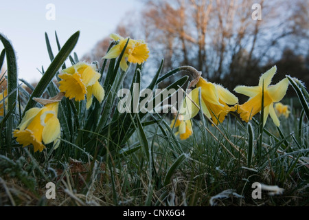 gemeinsamen Narzisse (Narcissus Pseudonarcissus), wilde Daffodills im Frost, Germany, North Rhine-Westphalia, Nationalpark Eifel Stockfoto