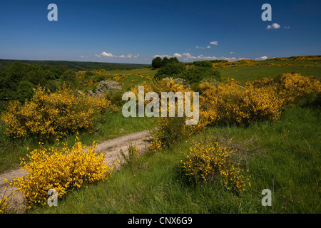 Scotch-Ginster (Cytisus Scoparius Sarothamnus Scoparius), blühen auf Dreiborner Hochflaeche, Nationalpark Eifel, Nordrhein-Westfalen, Deutschland Stockfoto