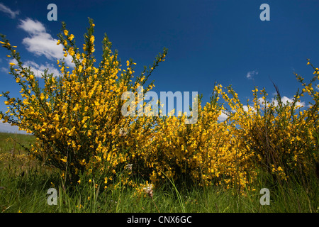 Scotch-Ginster (Cytisus Scoparius Sarothamnus Scoparius), blühen auf Dreiborner Hochflaeche, Nationalpark Eifel, Nordrhein-Westfalen, Deutschland Stockfoto