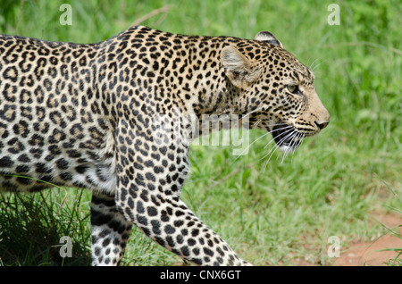 Afrikanischer Leopard, Masai Mara Stockfoto