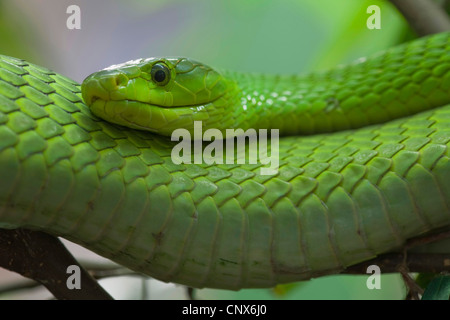 östlichen grüne Mamba, gemeinsame Mamba (Dendroaspis Angusticeps), portrait Stockfoto