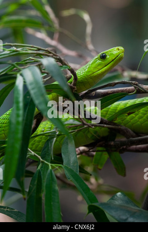 östlichen grüne Mamba, gemeinsame Mamba (Dendroaspis Angusticeps), schleichende Throught Dickicht Stockfoto