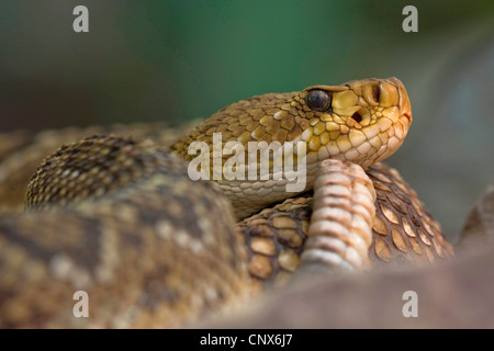 Mexikanische Westküste Klapperschlange (Crotalus Basiliskos), portrait Stockfoto