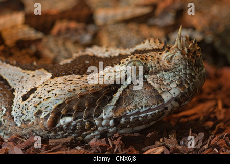 Fluss-Jack, Rhinoceros Viper (Bitis Nasicornis), Porträt Stockfoto