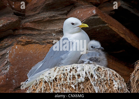 Schwarz-legged Kittiwake (Rissa Tridactyla, Larus Tridactyla) mit Küken im nest Stockfoto