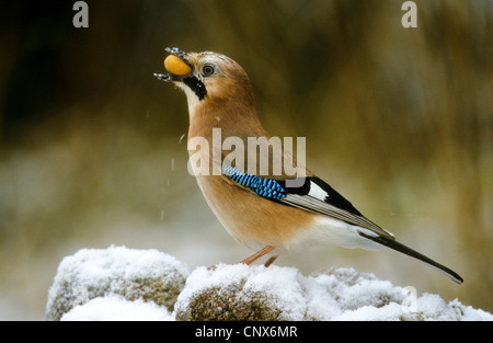 Jay (Garrulus Glandarius), mit Eiche in der Beek, Deutschland Stockfoto