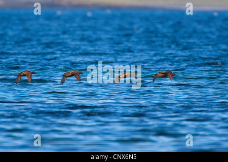 gemeinsamen Eiderenten (Somateria Mollissima), Fmales, fliegen über das Meer, Deutschland Stockfoto