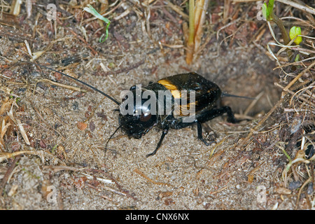 Field Cricket (Gryllus Campestris), männliche vor ein Selfmade-Loch, Deutschland Stockfoto