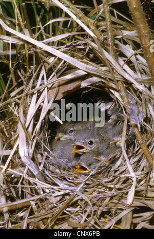 Fitis (Phylloscopus Trochilus), Küken in einem Nest auf dem Boden, Deutschland Stockfoto