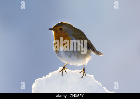 Robin (Erithacus Rubecula) hocken im Schnee. Stockfoto