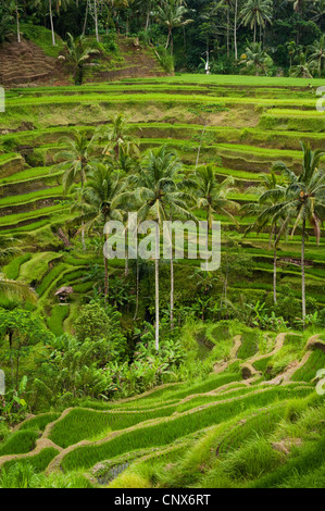 Im Bereich Tegallalang des zentral-Bali befinden sich einige der spektakulärsten und dramatische Reisterrassen auf Bali, Indonesien. Stockfoto