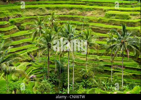 Im Bereich Tegallalang des zentral-Bali befinden sich einige der spektakulärsten und dramatische Reisterrassen auf Bali, Indonesien. Stockfoto
