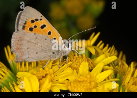 kleine Kupfer (Lycaena Phlaeas, Chrysophanus Phlaeas), sitzen auf gelben Blüten, Deutschland Stockfoto