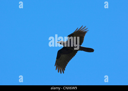 Kolkrabe (Corvus Corax), fliegen, Deutschland Stockfoto