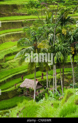 Im Bereich Tegallalang des zentral-Bali befinden sich einige der spektakulärsten und dramatische Reisterrassen auf Bali, Indonesien. Stockfoto