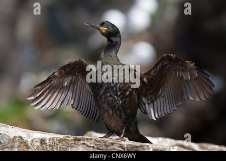 Shag (Phalacrocorax Aristotelis), Trocknen seine Flügel, Deutschland Stockfoto