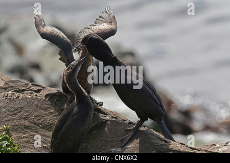 Shag (Phalacrocorax Aristotelis), Erwachsene Fütterung Küken, Deutschland Stockfoto