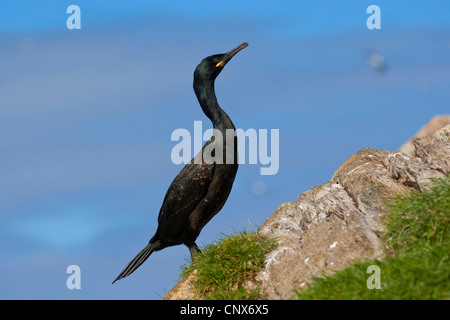 Shag (Phalacrocorax Aristotelis), sitzt auf einem küstennahen Felsen, Deutschland Stockfoto