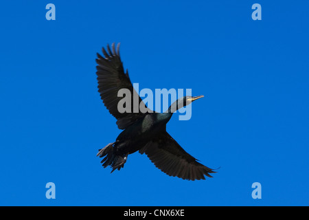 Shag (Phalacrocorax Aristotelis), fliegen, Deutschland Stockfoto