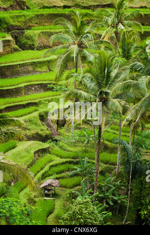 Im Bereich Tegallalang des zentral-Bali befinden sich einige der spektakulärsten und dramatische Reisterrassen auf Bali, Indonesien. Stockfoto