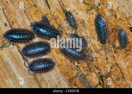 gemeinsamen Assel, gemeinsame Sowbug, grauen Garten Assel (Oniscus Asellus), sitzen auf abgestorbenem Holz, Deutschland Stockfoto