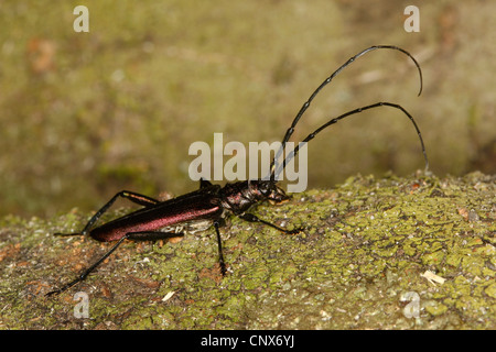 Moschus-Käfer (Aromia Moschata), sitzen auf dem Boden, Deutschland Stockfoto