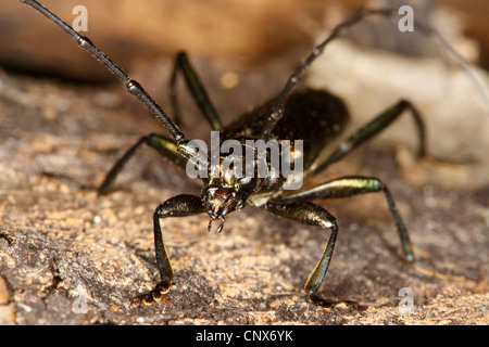 Moschus-Käfer (Aromia Moschata), sitzen auf dem Boden, Deutschland Stockfoto