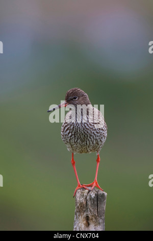 gemeinsamen Rotschenkel (Tringa Totanus), sitzt auf einem hölzernen Stapel, Deutschland Stockfoto