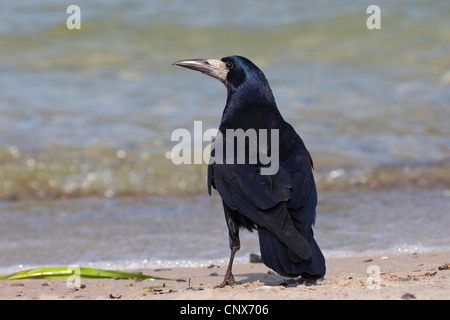 Turm (Corvus Frugilegus), sitzen an einem Strand, Deutschland Stockfoto