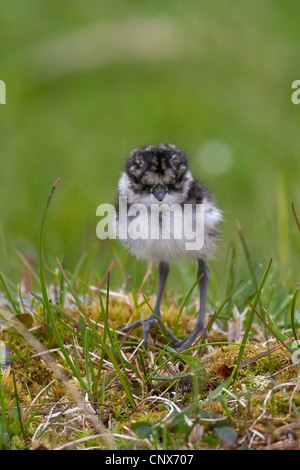 Flussregenpfeifer-Regenpfeifer (Charadrius Hiaticula), Squeeker sitzen auf Sand, Niederlande Stockfoto