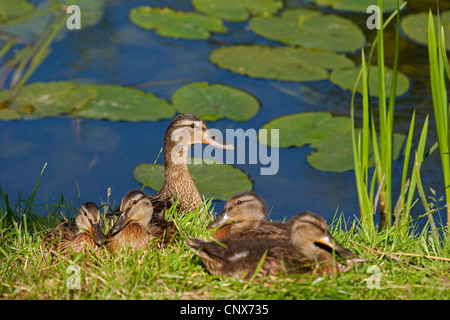 Stockente (Anas Platyrhynchos), Weibchen mit Küken auf der Waterfornt, Deutschland Stockfoto