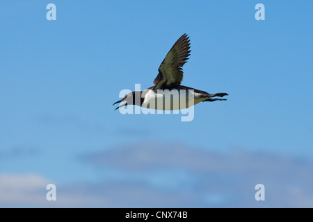 gemeinsamen Guillemot (Uria Aalge) fliegen Stockfoto