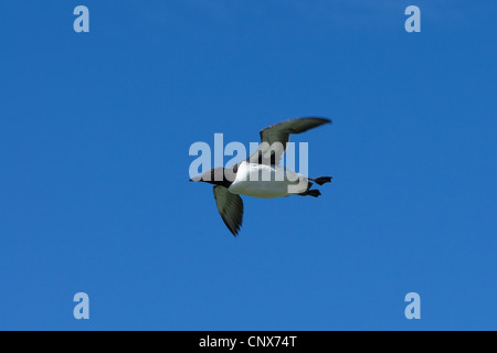 gemeinsamen Guillemot (Uria Aalge) fliegen Stockfoto