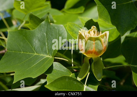 Tulpenbaum (Liriodendron Tulipifera), Blüte und Blatt Stockfoto