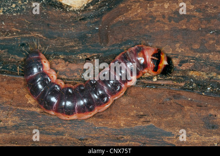 Ziege Motte (Cossus Cossus), Raupe, Deutschland Stockfoto