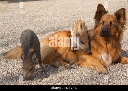 Wildschwein, Schwein, Wildschwein (Sus Scrofa), Ferkel, Klettern auf einen Hund, Deutschland Stockfoto