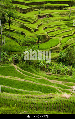 Im Bereich Tegallalang des zentral-Bali befinden sich einige der spektakulärsten und dramatische Reisterrassen auf Bali, Indonesien. Stockfoto