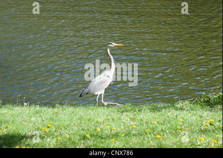 Graue Reiher [Ardea Cinerea] Weiher wandern. Stockfoto