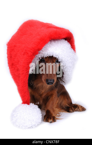 Langhaar Dackel, Langhaar Dackel, Haushund (Canis Lupus F. Familiaris), mit roter Weihnachtsmütze Stockfoto