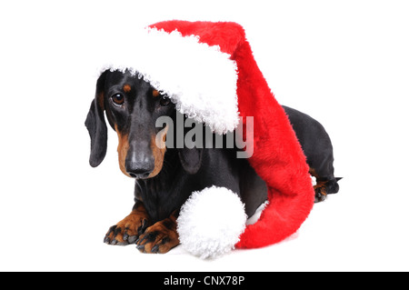 Kurzhaar-Dackel, Kurzhaar-Dackel, Haushund (Canis Lupus F. Familiaris), mit roter Weihnachtsmütze Stockfoto