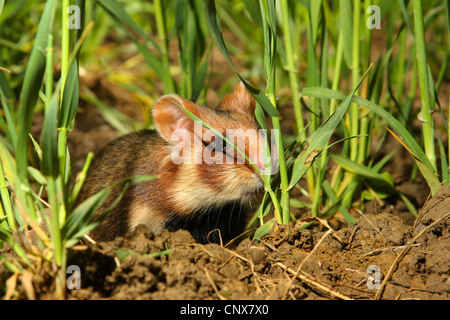 gemeinsamen Hamster, schwarzbäuchigen Hamster (Cricetus Cricetus), männlich in einem Maisfeld, Deutschland Stockfoto