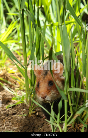 gemeinsamen Hamster, schwarzbäuchigen Hamster (Cricetus Cricetus), männlich in einem Maisfeld, Deutschland Stockfoto