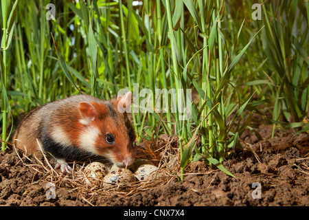 gemeinsamen Hamster, schwarzbäuchigen Hamster (Cricetus Cricetus), männlich in einem Maisfeld in ein Nest mit Eiern von der Wachtel, Deutschland Stockfoto
