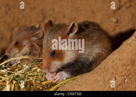 gemeinsamen Hamster, schwarzbäuchigen Hamster (Cricetus Cricetus), pup ernähren sich von Getreide in einer Höhle, Deutschland Stockfoto