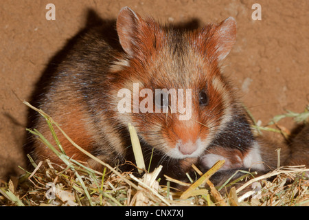 gemeinsamen Hamster, schwarzbäuchigen Hamster (Cricetus Cricetus), Weiblich, in einer Höhle, Deutschland Stockfoto