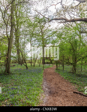 Woodland Weg durch Bluebell Woods bei Hatchlands Park, Surrey, England im Frühjahr Stockfoto