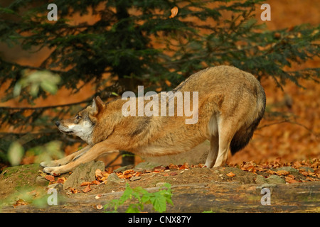 Europäische graue Wolf (Canis Lupus Lupus), ausstrecken nach dem schlafen, Deutschland Stockfoto