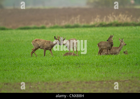 Reh (Capreolus Capreolus), Herde auf einer Wiese im Frühjahr, Deutschland Stockfoto