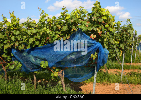 Rebe, Weinrebe (Vitis Vinifera), Weinstöcke mit Vogel Schutznetz, Deutschland Stockfoto